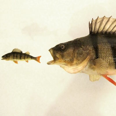 Großer Barsch jagt kleinen Barsch