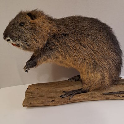 Nutria
