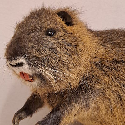 Nutria