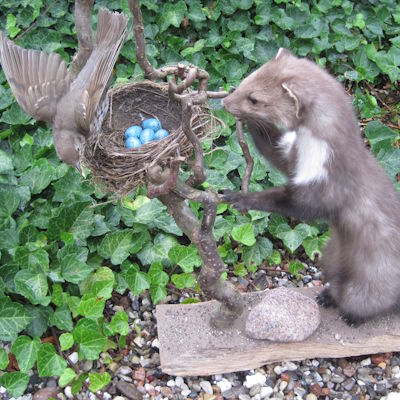 Steinmarder am Singdrosselnest