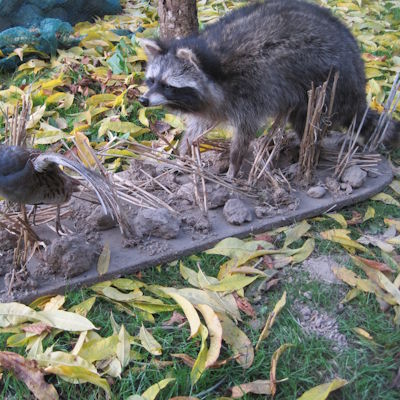 Waschbär mit Rebhuhn