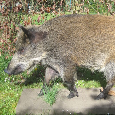 Wildschwein